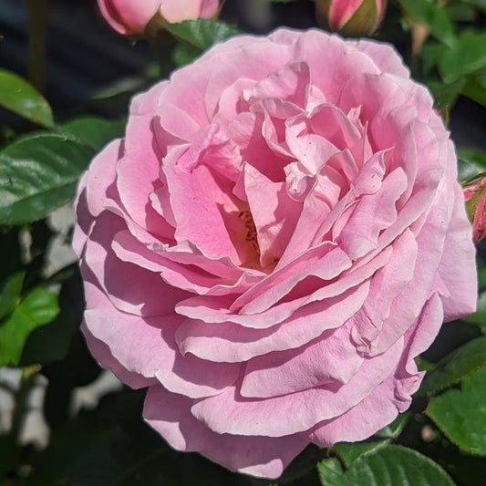 Rosa - True Perfume Rose