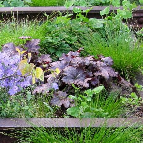 Heuchera x - Frosted Violet Coral Bells