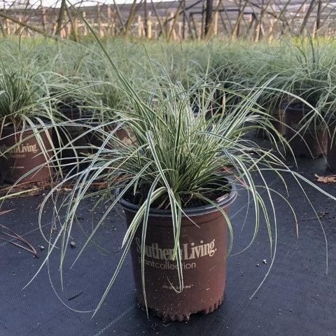Carex oshimensis - Evercolor® Everest Variegated Sedge