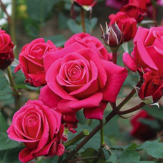 Rosa x - Showpiece™ Lipstick Rose