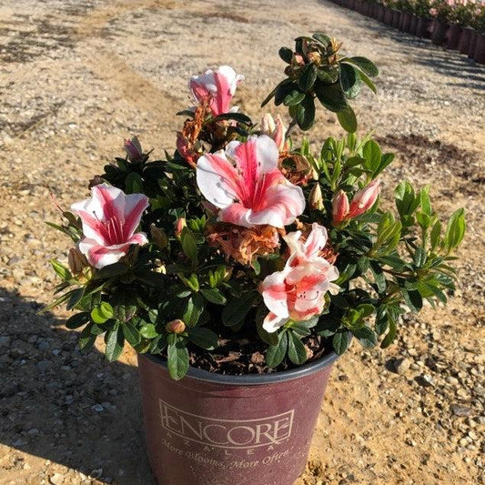 Encore® Autumn Starburst™ Azalea
