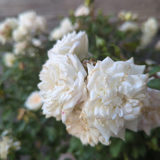 Rosa 'Meizorland’ - White Drift® Rose