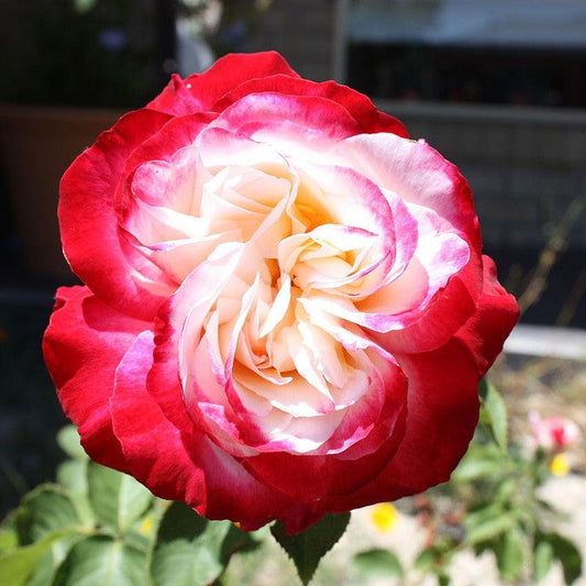 Rosa - Double Delight™ Rose