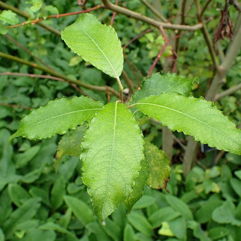 Salix discolor - Pussy Willow