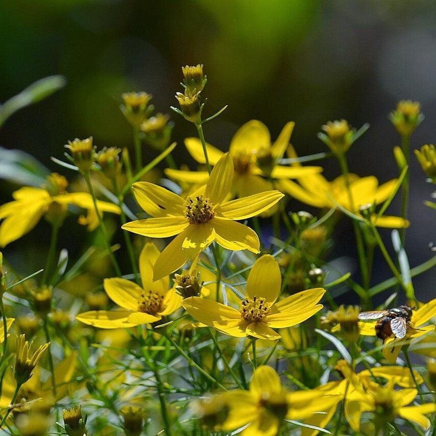 Coreopsis verticillata - Threadleaf Coreopsis