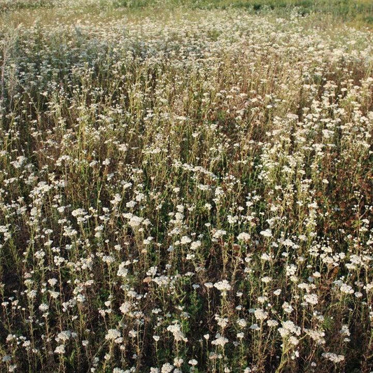 Achillea millefolium - Common Yarrow