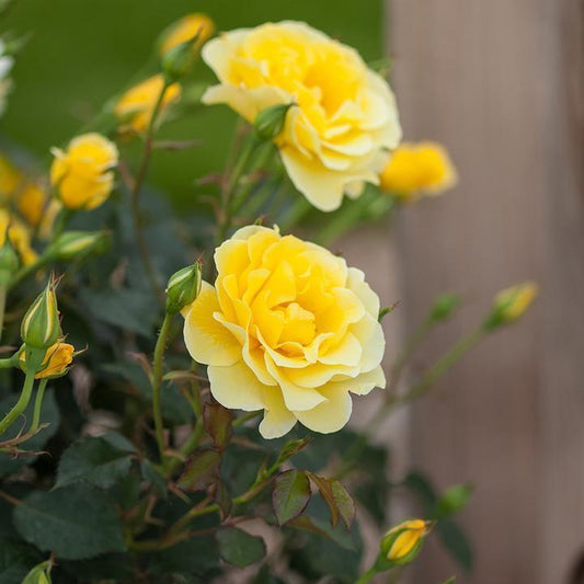 Rosa - Easy Elegance® Yellow Submarine Rose