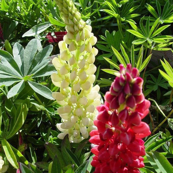 Lupinus - Russell Hybrids Mix Lupine
