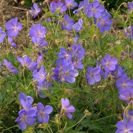 Geranium - Johnson's Blue Cranesbill