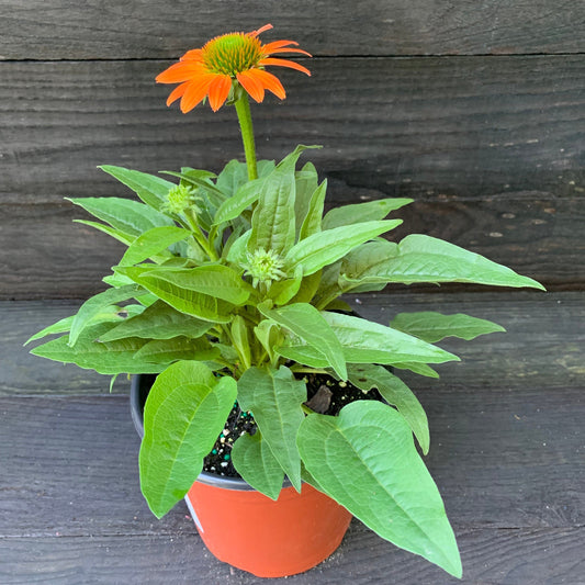 Echinacea - Artisan™ Soft Orange Coneflower