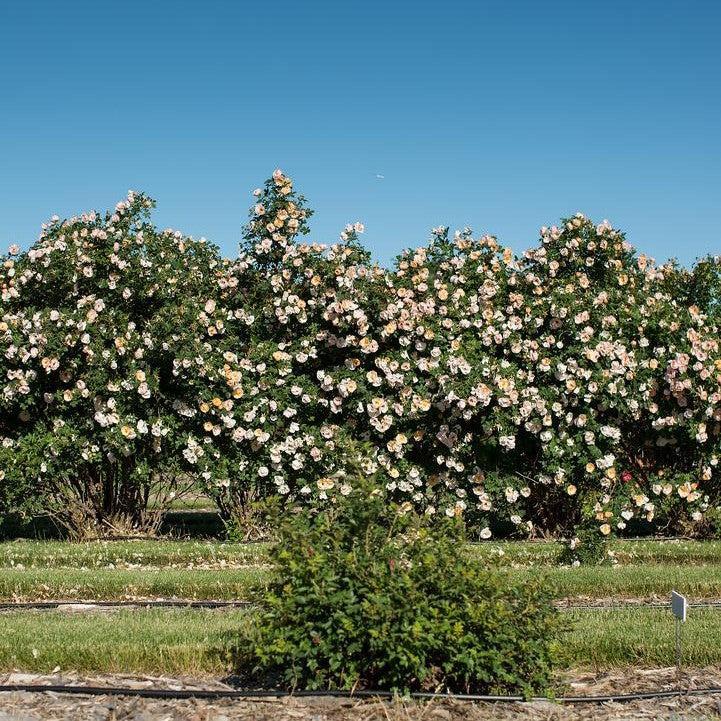 Rosa - Rosa Above and Beyond™ Climbing Rose