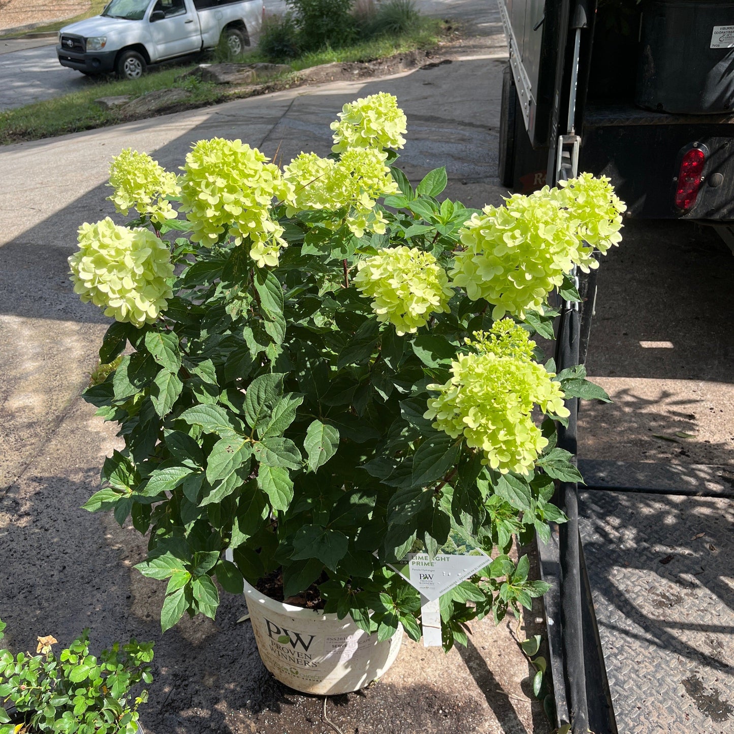 Hydrangea paniculata - Proven Winners® Limelight Prime® Hydrangea