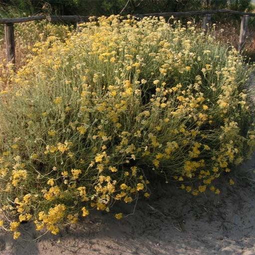 Helichrysum italicum - Curry Plant