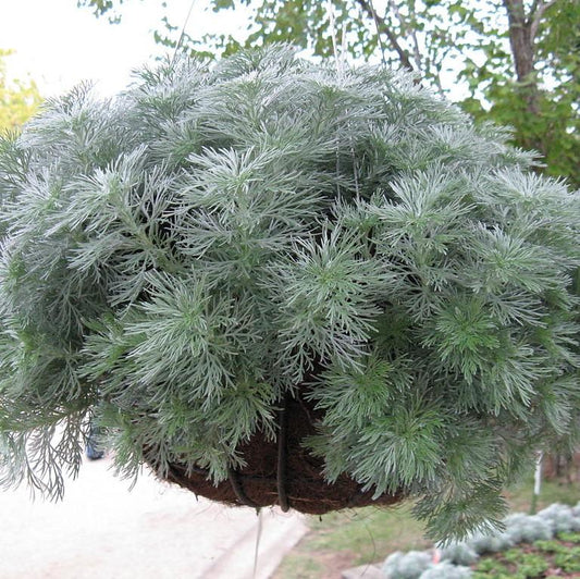Artemisia schmidtiana - Silver Mound Wormwood, Ghost Plant