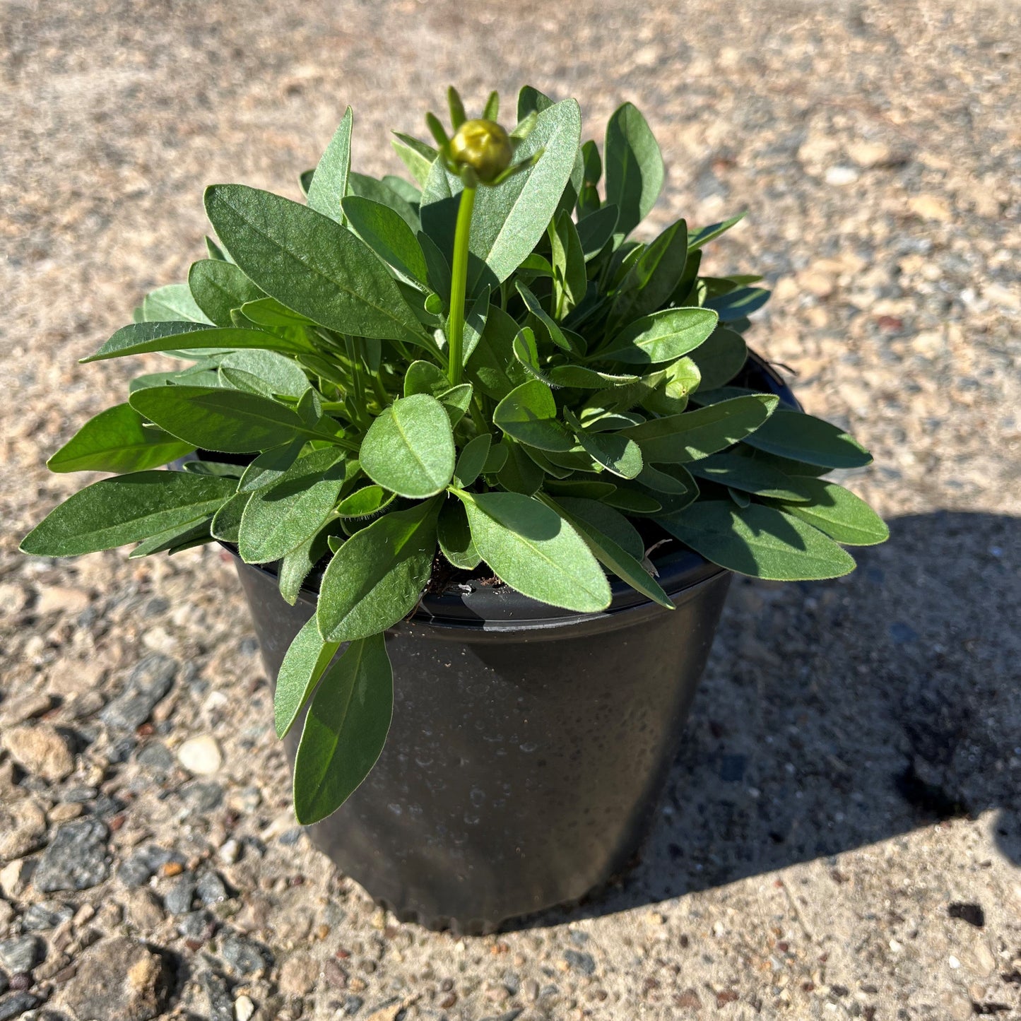 Coreopsis grandiflora - Solanna™ Golden Sphere Tickseed