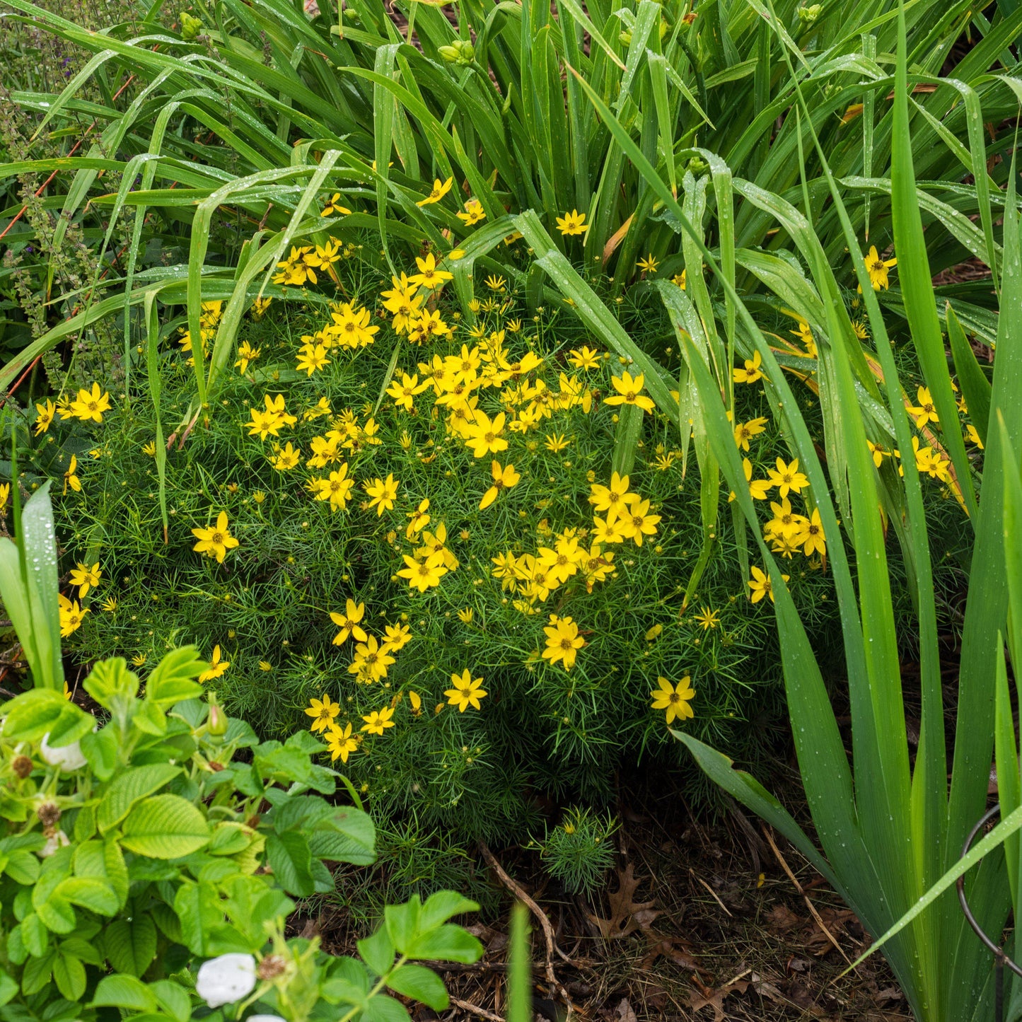 Coreopsis verticillata - Zagreb Threadleaf Tickseed
