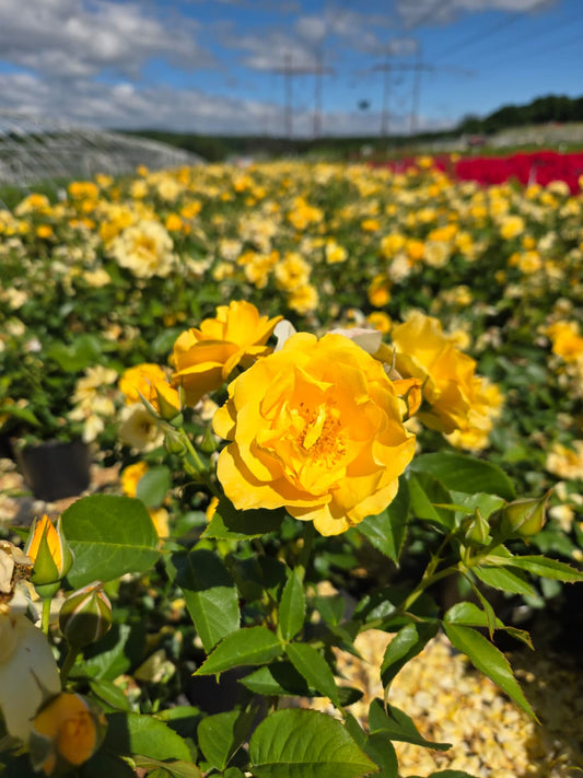 Rosa - Julia Child™ Rose