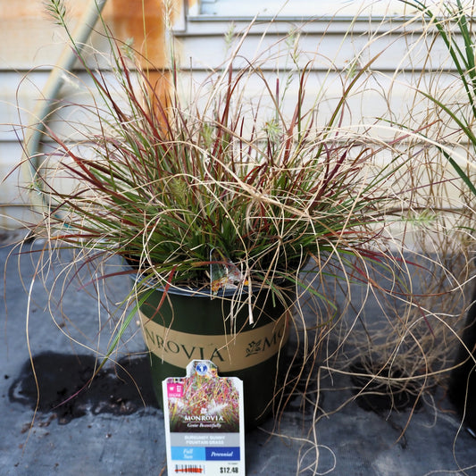 Pennisetum alopecuroides - Burgundy Bunny Fountain Grass