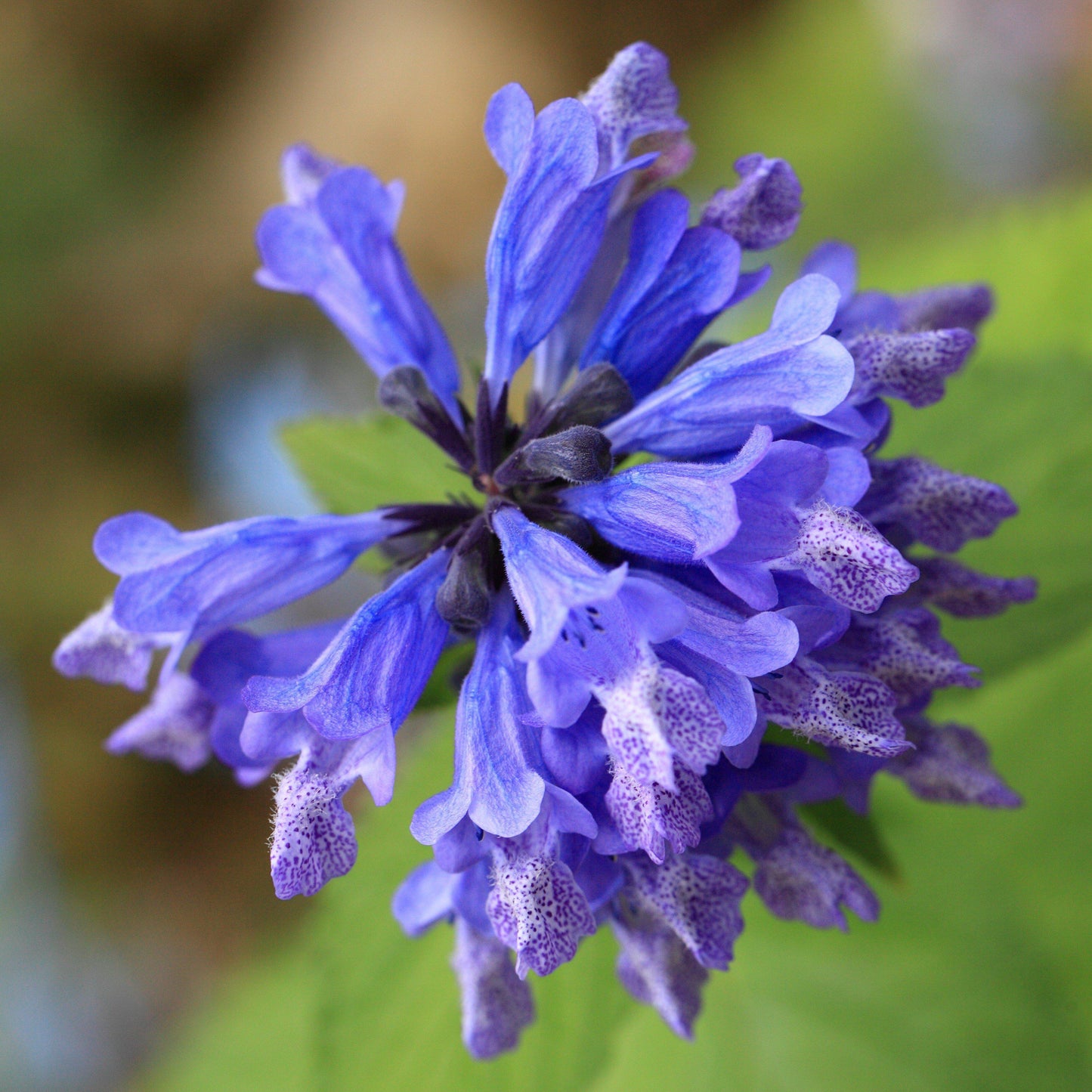 Nepeta - Blue Prelude Catmint