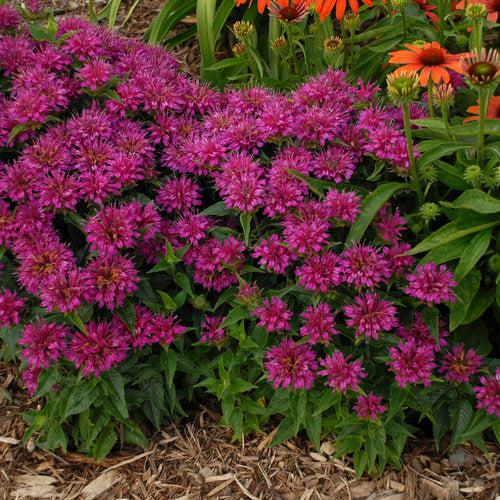 Monarda didyma - Pardon My Purple Bee Balm