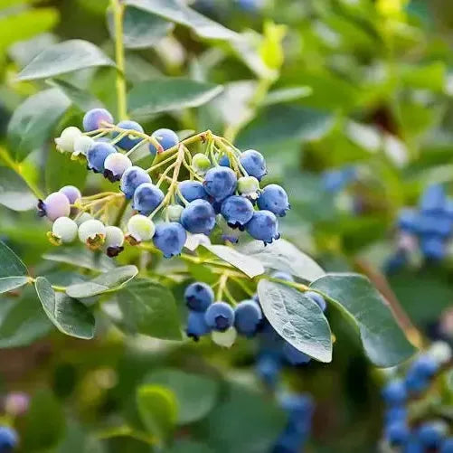 Vaccinium corymbosum - Earliblue Highbush Blueberry
