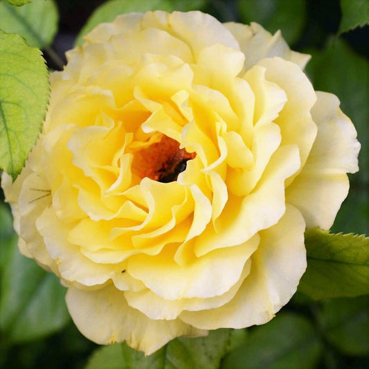 Rosa - Sunsprite Rose