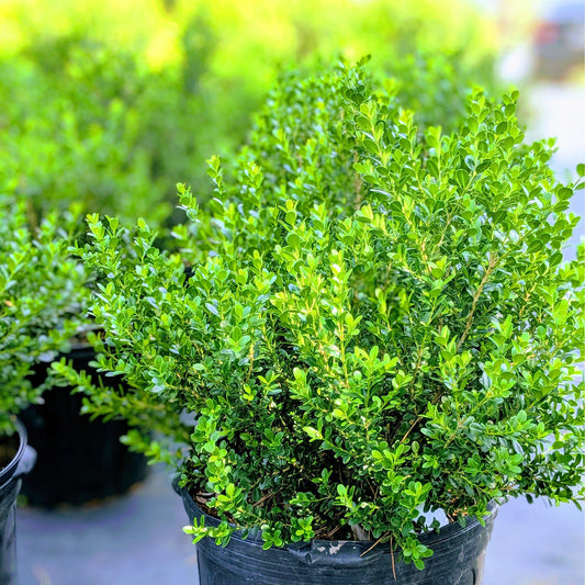 Buxus microphylla japonica - Baby Gem™ Boxwood