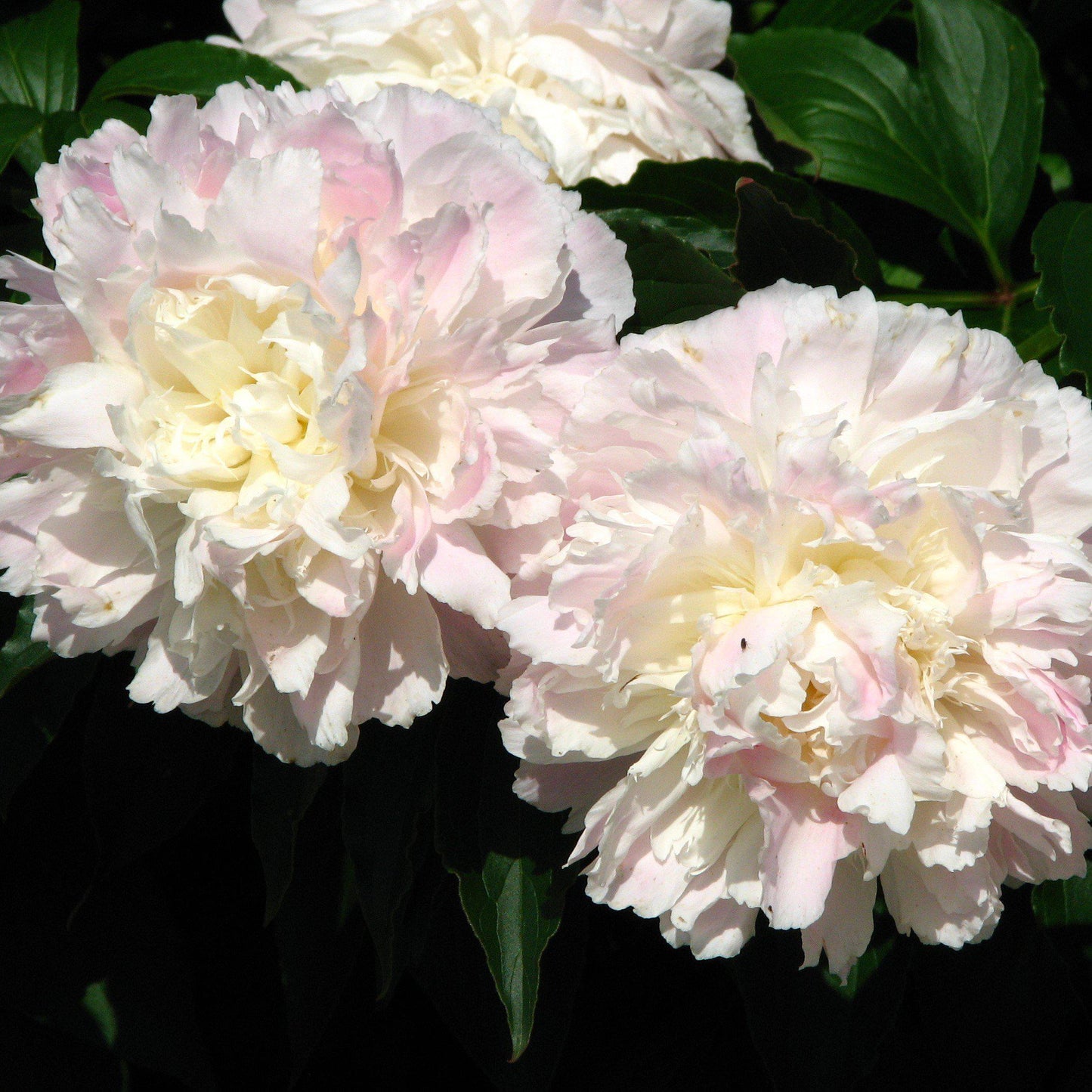 Paeonia lactiflora - Shirley Temple Peony