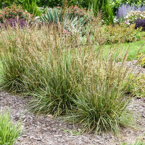 Festuca arundinacea - Perfect Edging Tall Fescue