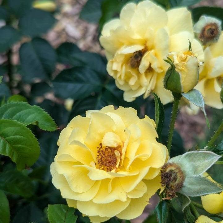 Rosa x - Reminiscent® Yellow Rose