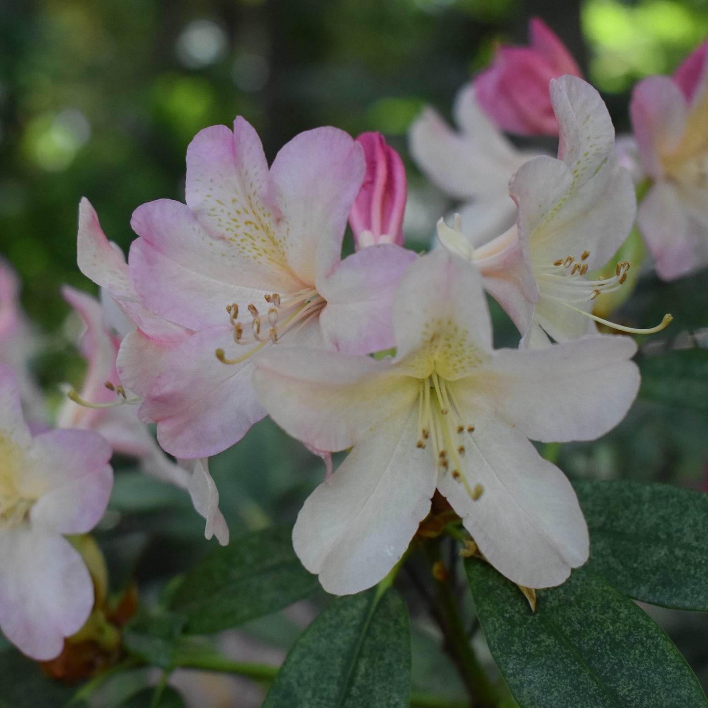 Rhododendron yakushimanum - Percy Wiseman Rhododendron