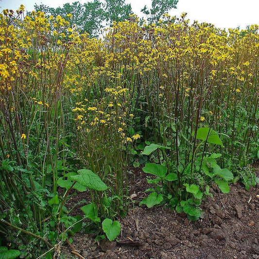 Packera aurea - Golden Ragwort