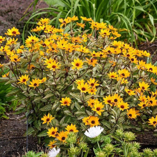 Heliopsis helianthoides 'Touch of Blush' - Touch of Blush False Sunflower