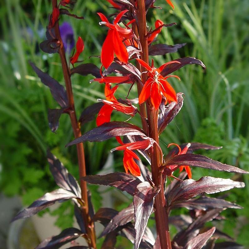 Lobelia cardinalis - Black Truffle Cardinal Flower