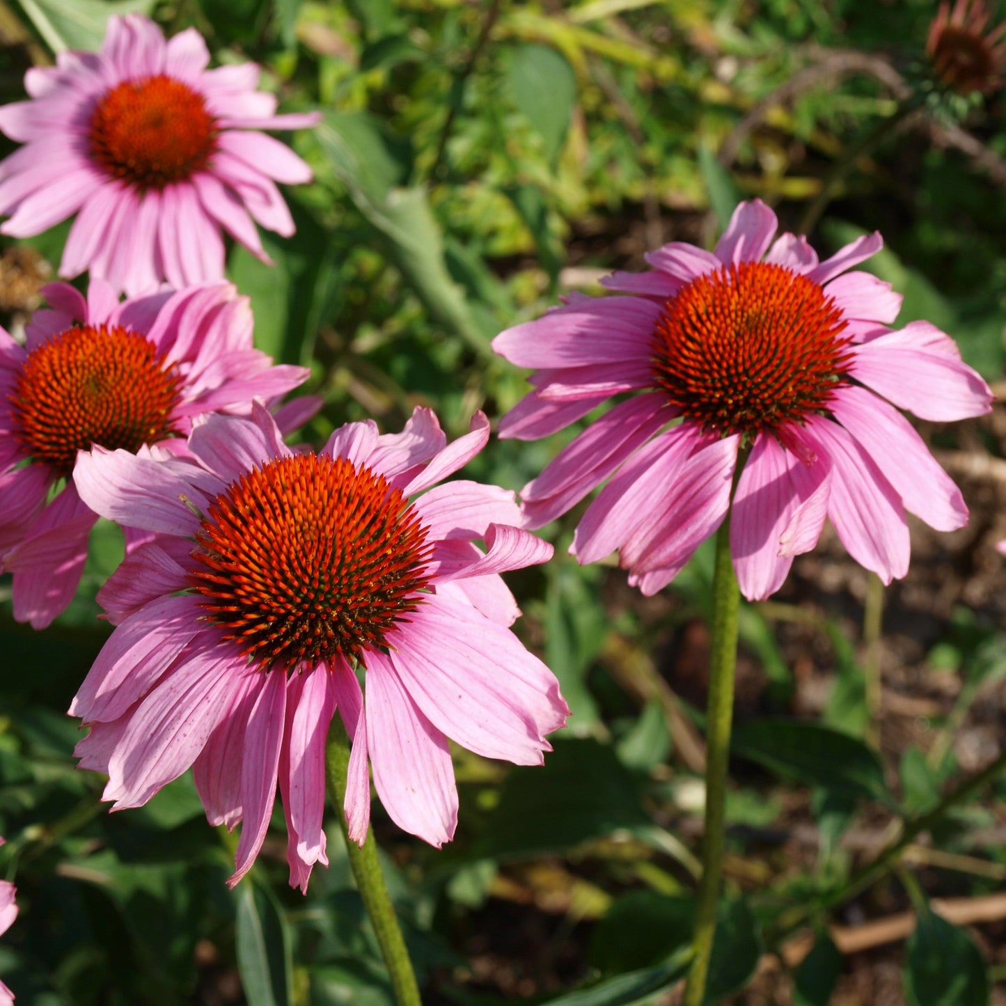 Echinacea purpurea - Ruby Star Echinacea