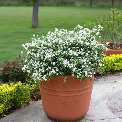 Deutzia sp. - Yuki Snowflake® Deutzia