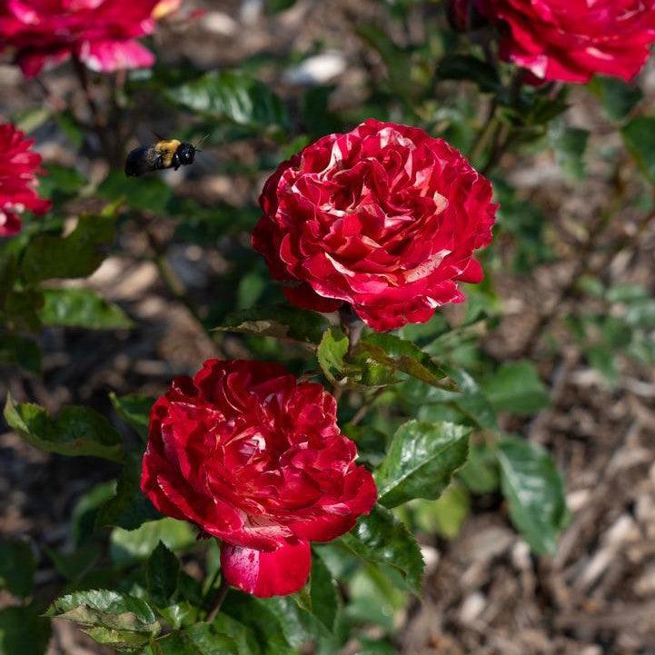 Rosa - Winning Streak™ Rose