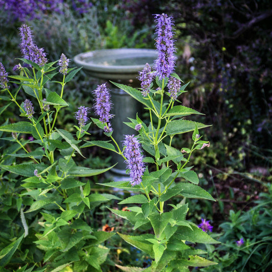 Agastache x - Black Adder Giant Hyssop