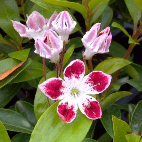 Kalmia latifolia - Galaxy Mountain Laurel