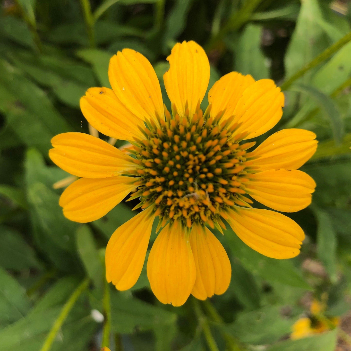 Echinacea - Sombrero® Lemon Yellow Improved Coneflower