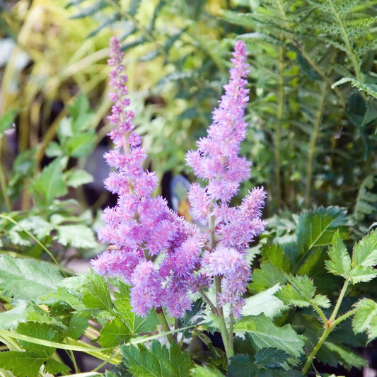 Astilbe chinensis - Visions Chinese Astilbe, False Goat's Beard