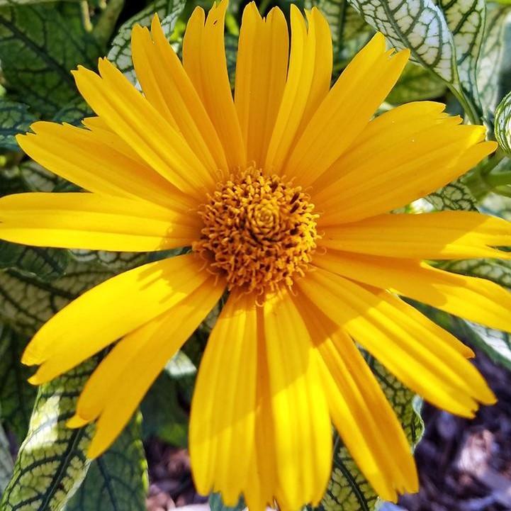 Heliopsis helianthoides - Sunstruck False Sunflower