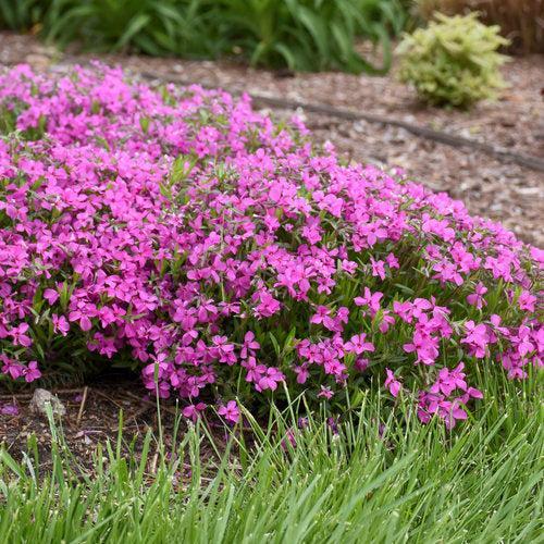 Phlox x - PW® Magenta Sprite Phlox