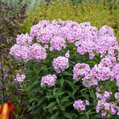 Phlox paniculata - Luminary® Opalescence Phlox