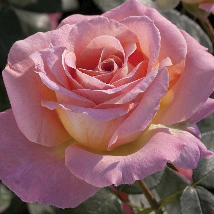 Rosa - Elle® Rose