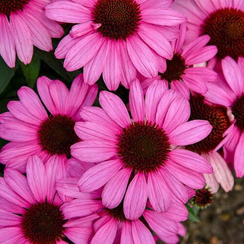 Echinacea - Color Coded® The Fuchsia is Bright Echinacea