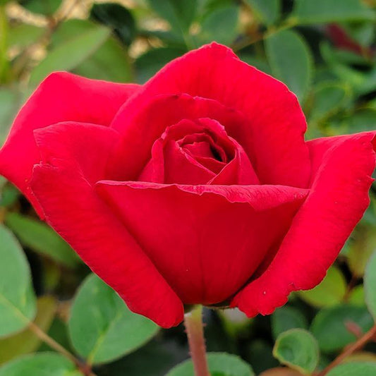 Rosa - Easy Elegance® Kashmir Rose