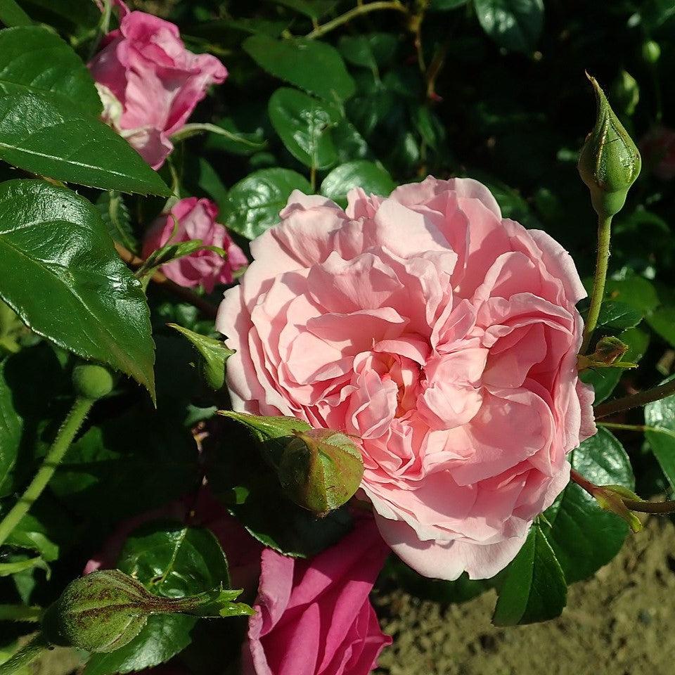 Rosa 'Ausrimini' - Strawberry Hill® Climbing Rose