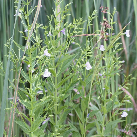 Mimulus ringens - Allegheny Monkey Flower
