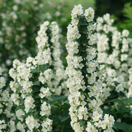Philadelphus coronarius - Illuminati Tower® Mockorange
